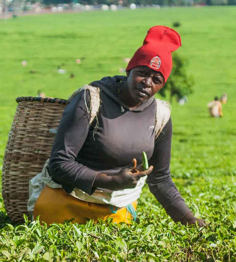 Из-за падения цен на чай и засухи Кения несет финансовые потери